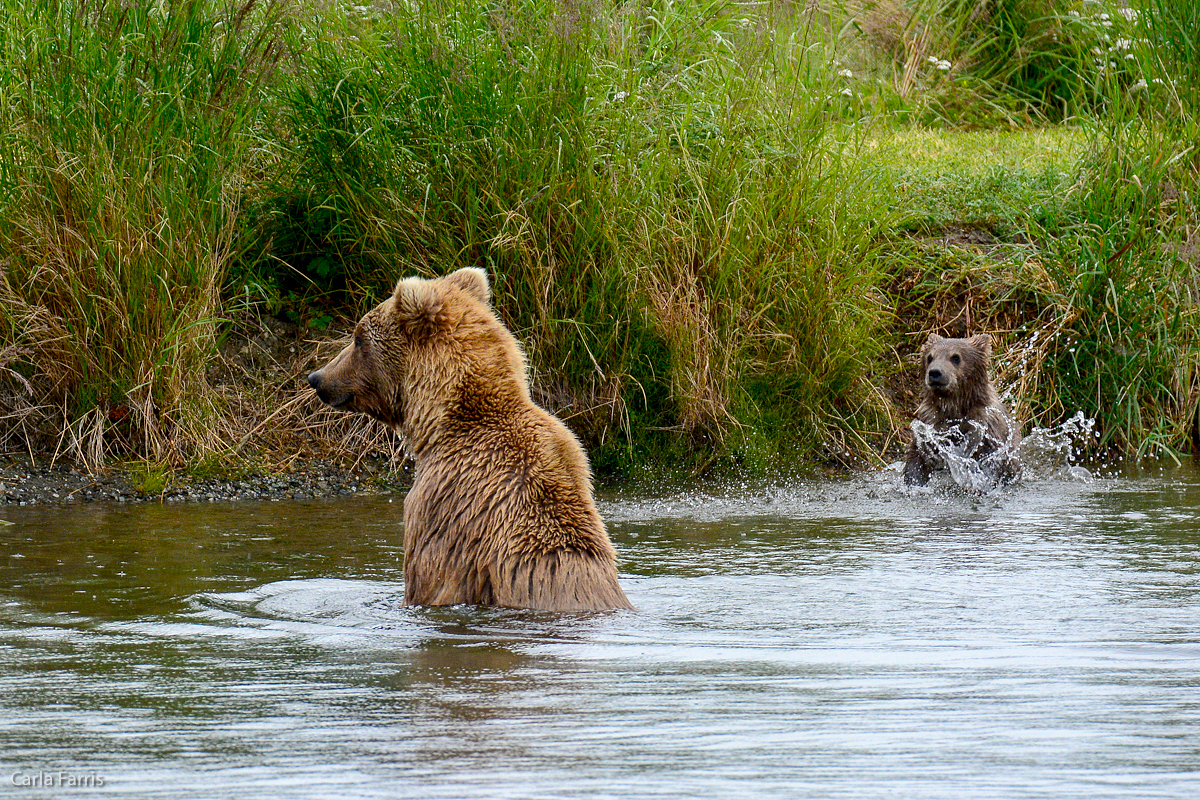 Unidentified Bear with 1 spring cub