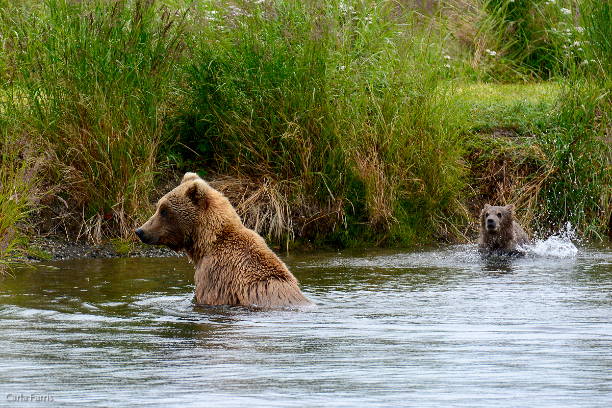 Unidentified Bear with 1 spring cub