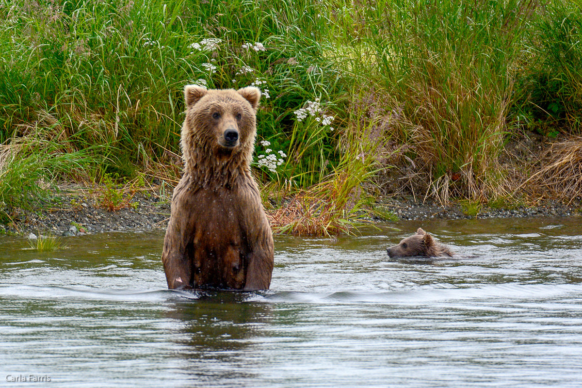 Unidentified Bear with 1 spring cub