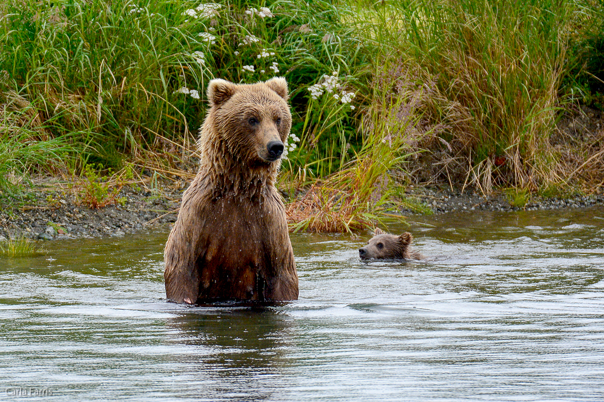 Unidentified Bear with 1 spring cub