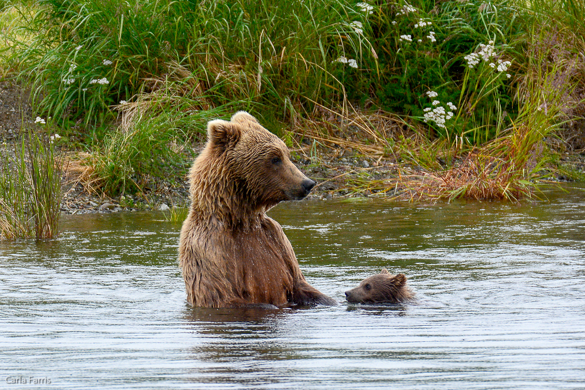 Unidentified Bear with 1 spring cub