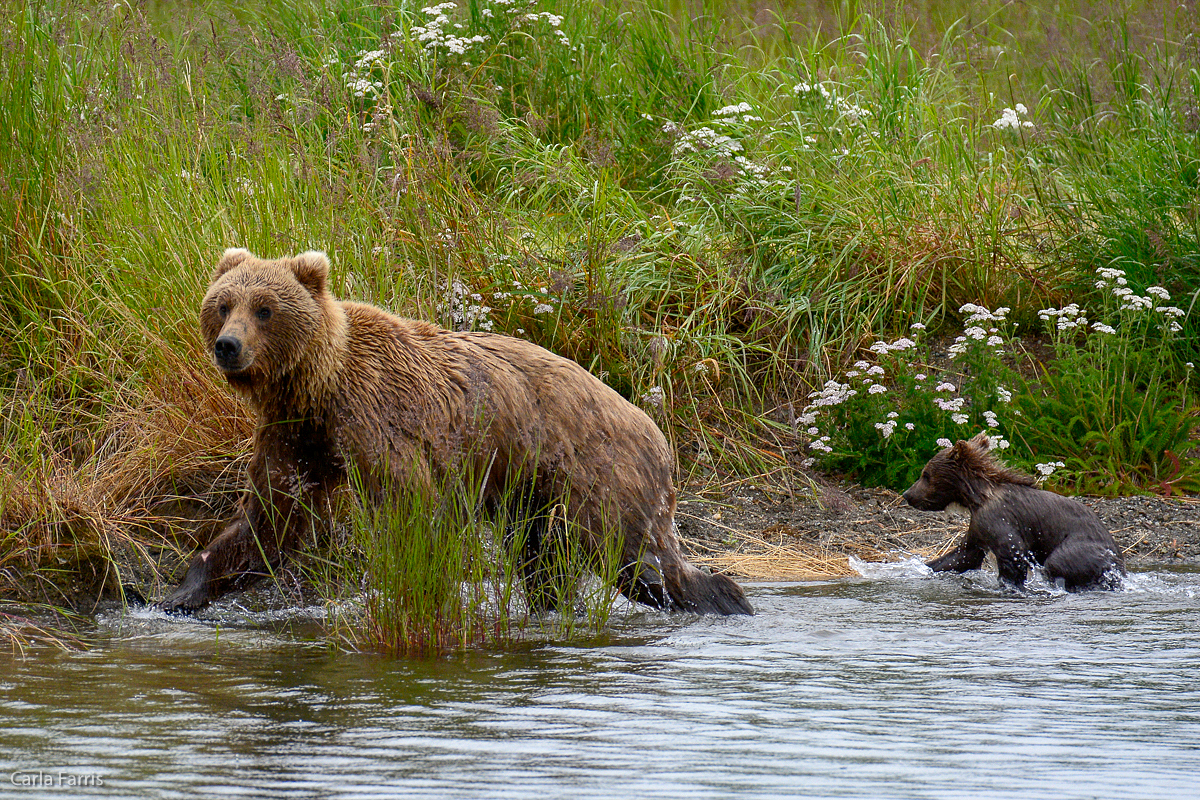 Unidentified Bear with 1 spring cub