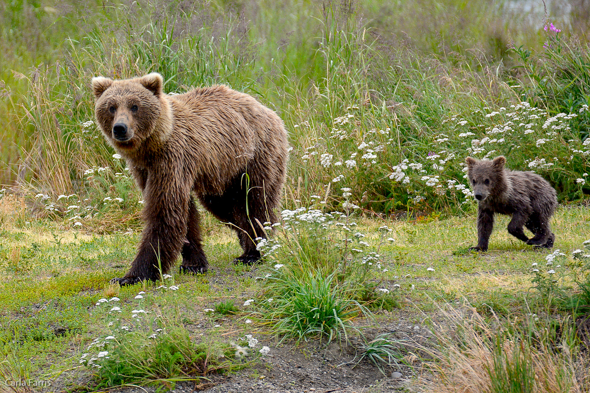 Unidentified Bear with 1 spring cub