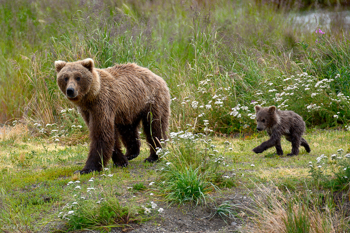 Unidentified Bear with 1 spring cub