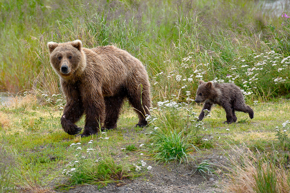 Unidentified Bear with 1 spring cub