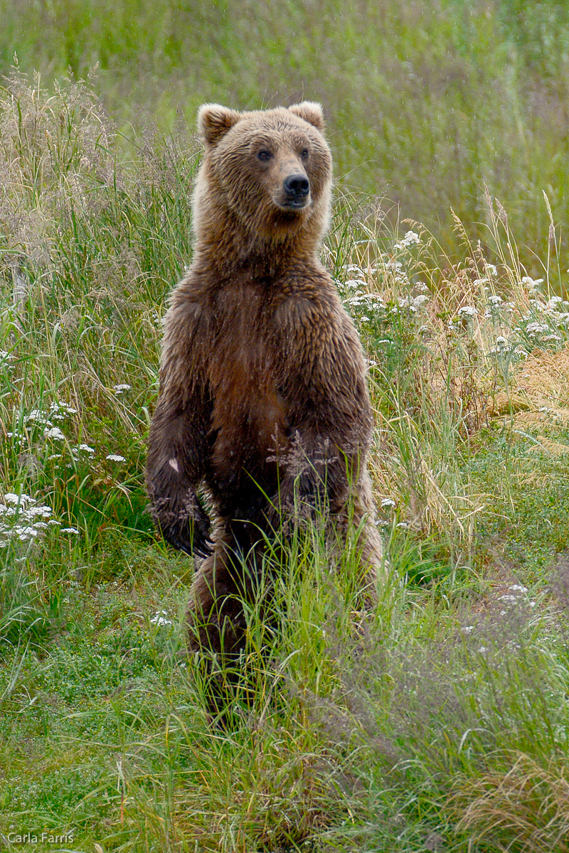 Unidentified Bear with 1 spring cub