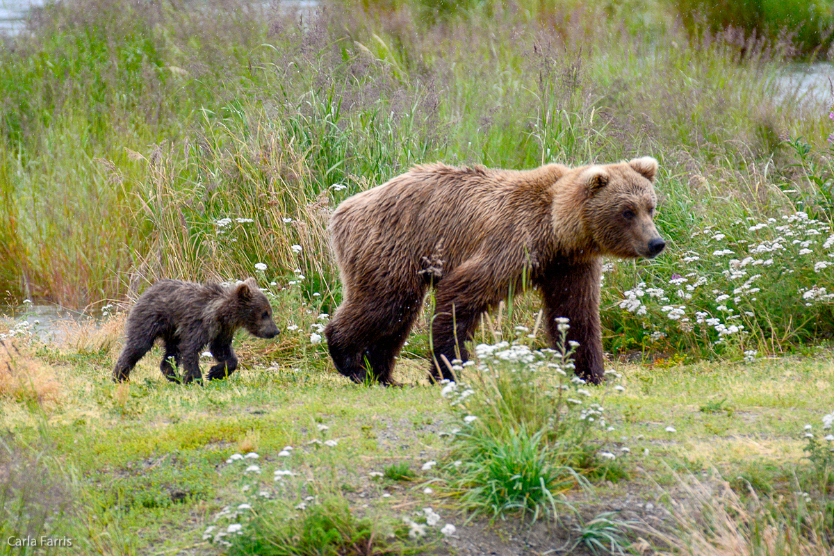 Unidentified Bear with 1 spring cub