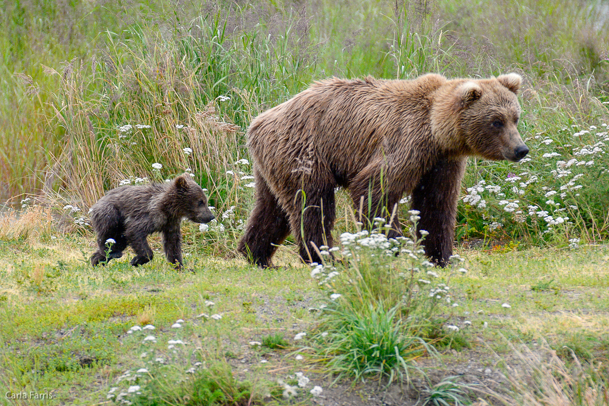 Unidentified Bear with 1 spring cub