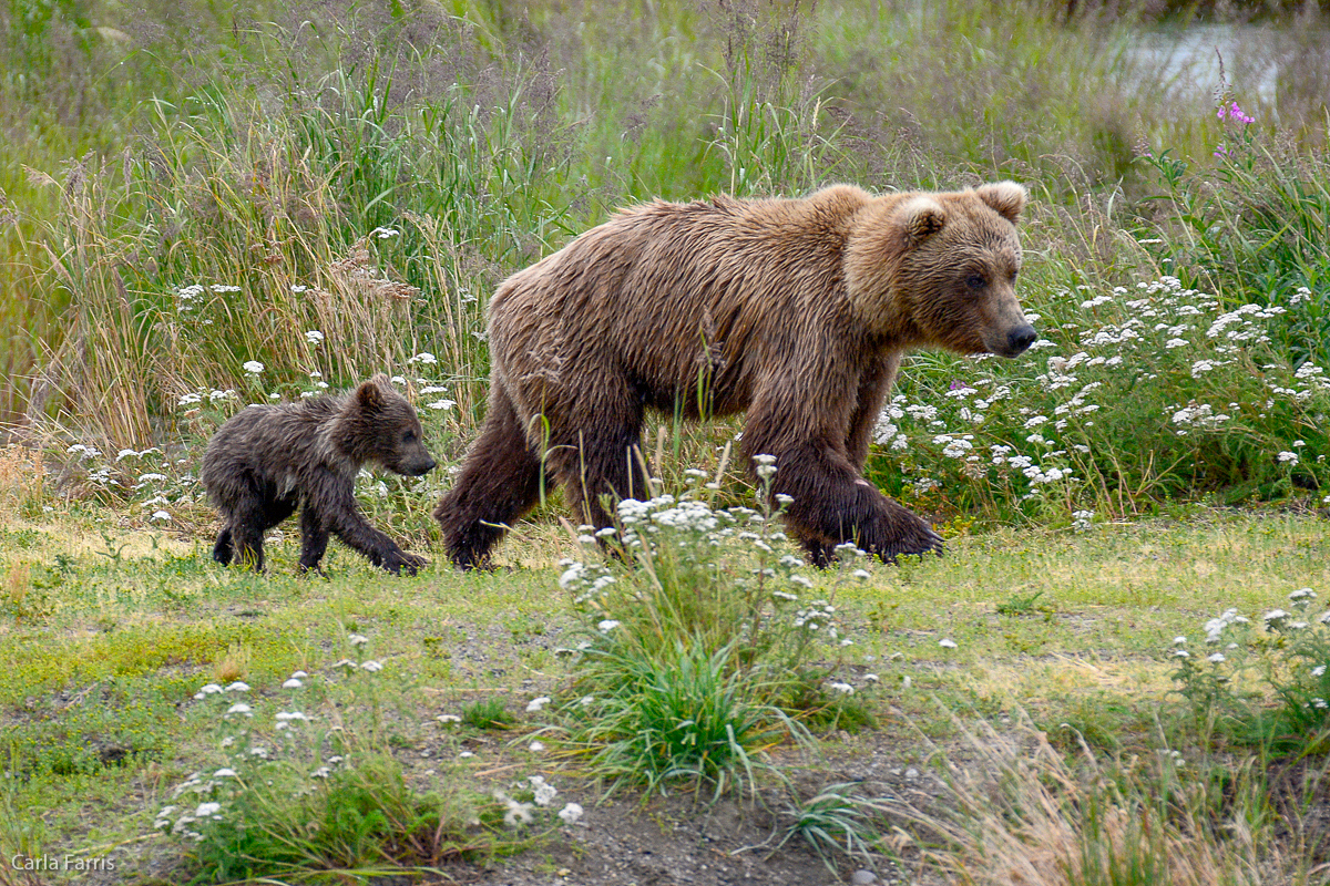 Unidentified Bear with 1 spring cub