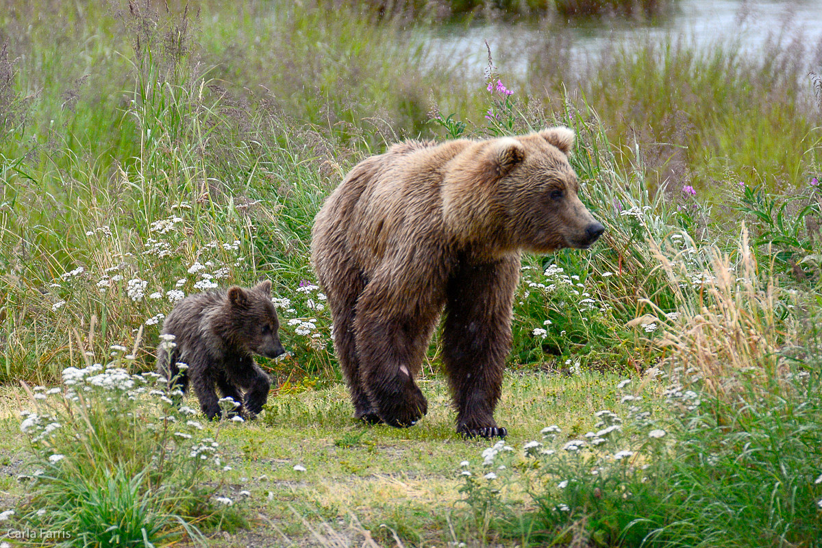 Unidentified Bear with 1 spring cub