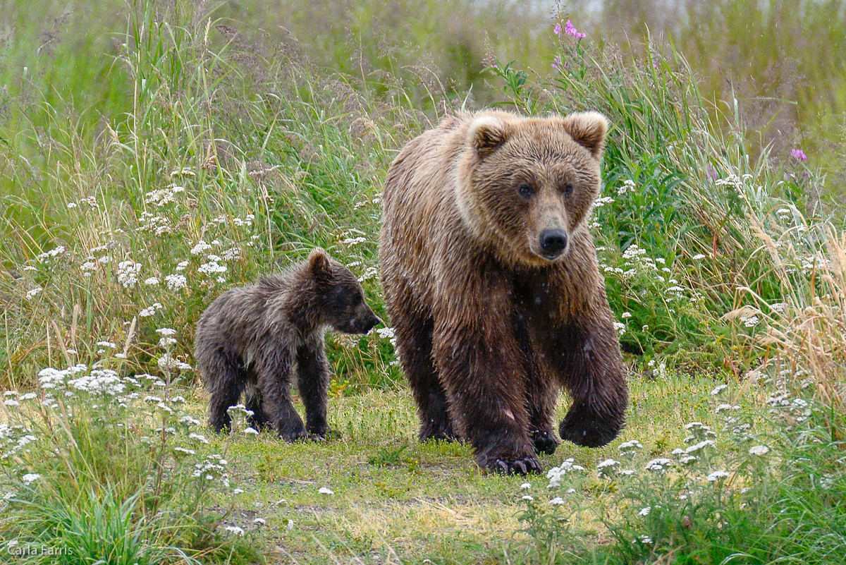 Unidentified Bear with 1 spring cub