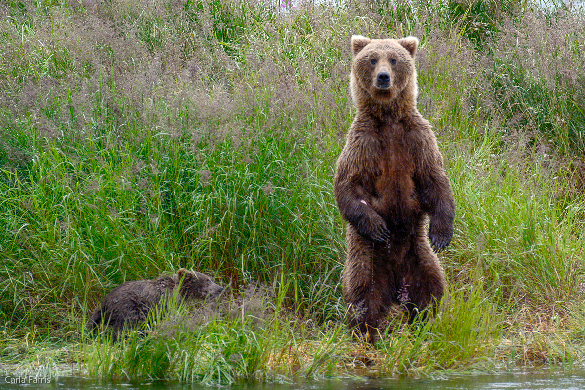 Unidentified Bear with 1 spring cub