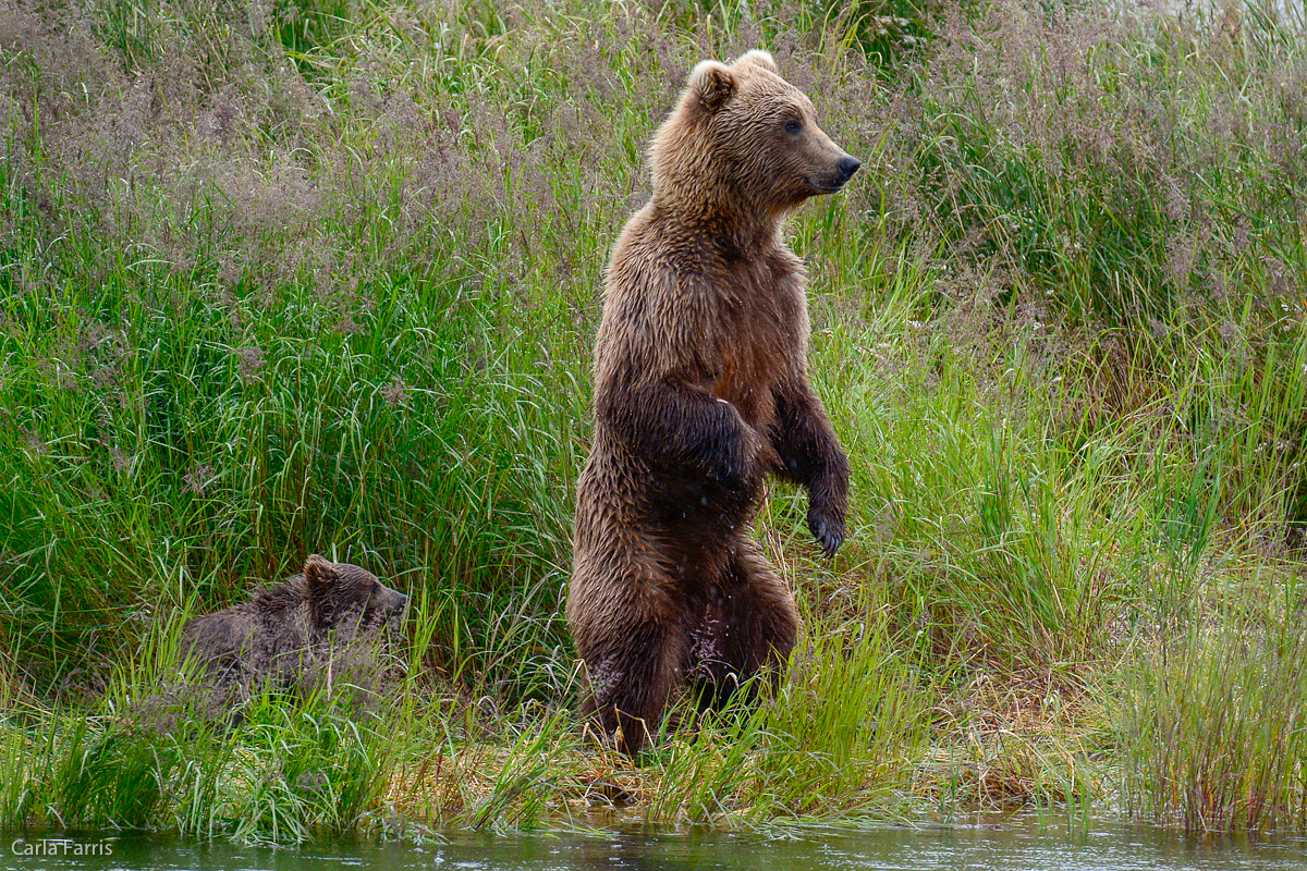 Unidentified Bear with 1 spring cub