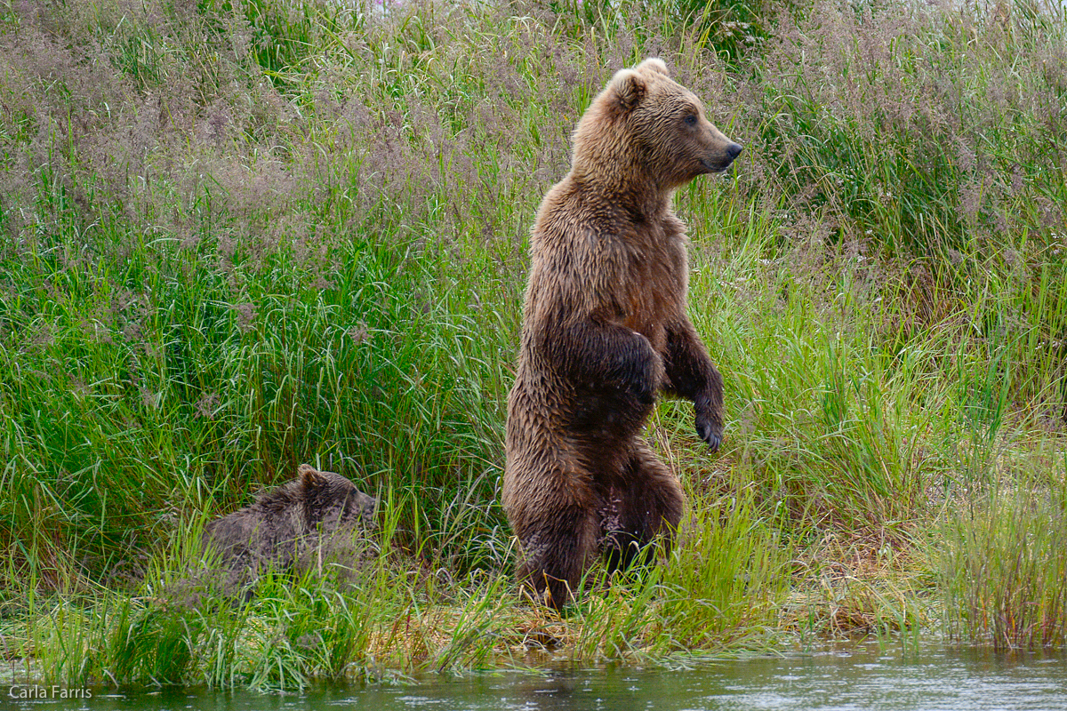 Unidentified Bear with 1 spring cub