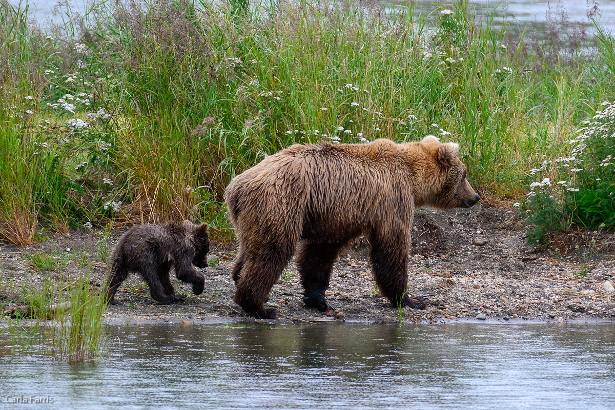 Unidentified Bear with 1 spring cub