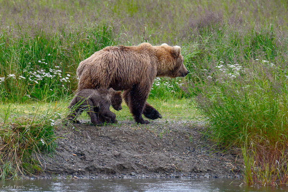 Unidentified Bear with 1 spring cub