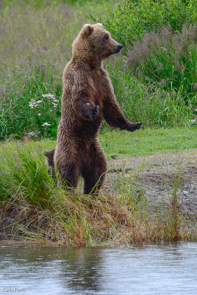 Unidentified Bear with 1 spring cub