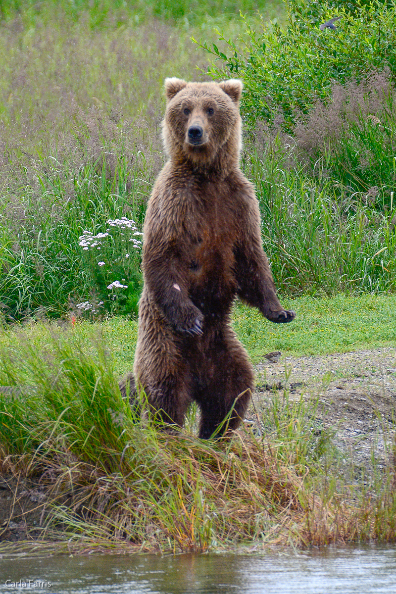 Unidentified Bear with 1 spring cub