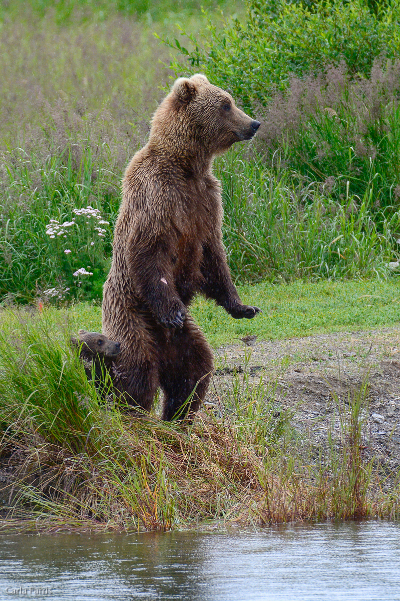 Unidentified Bear with 1 spring cub