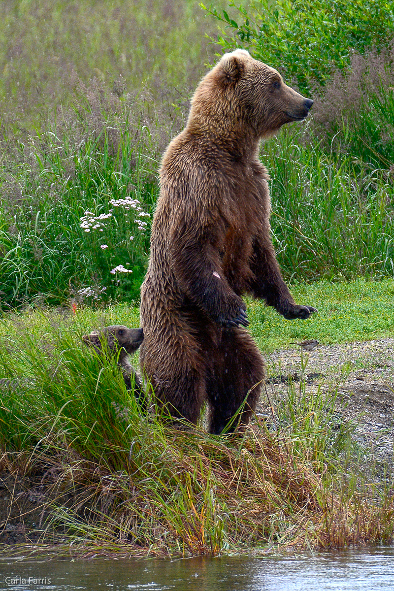 39 and cub 