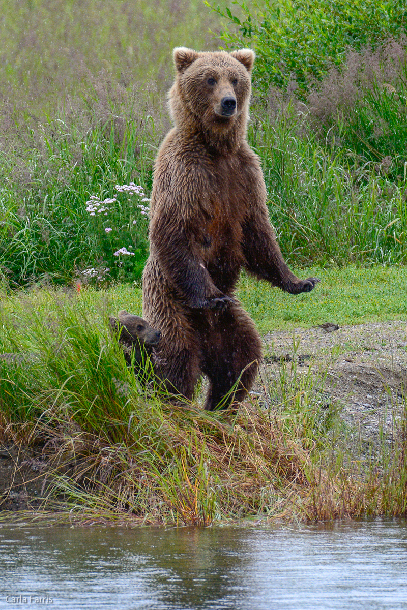 Unidentified Bear with 1 spring cub