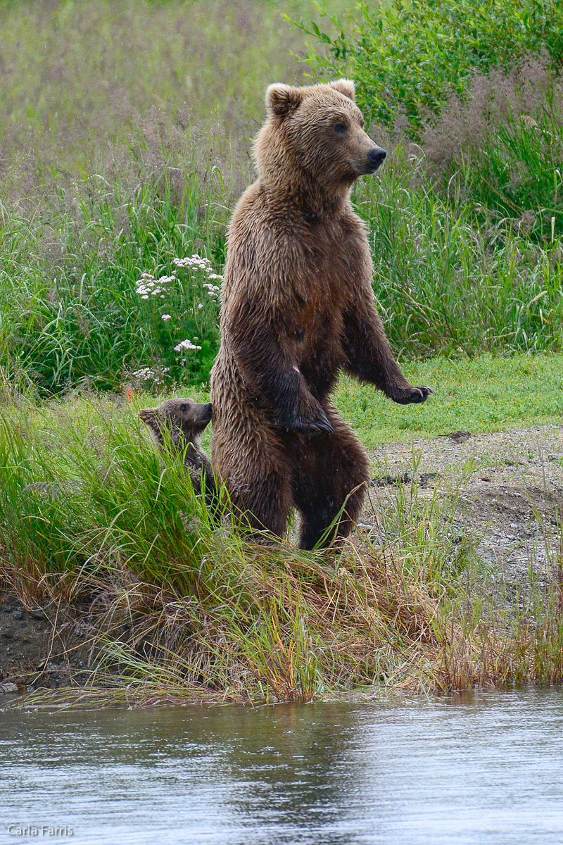 Unidentified Bear with 1 spring cub