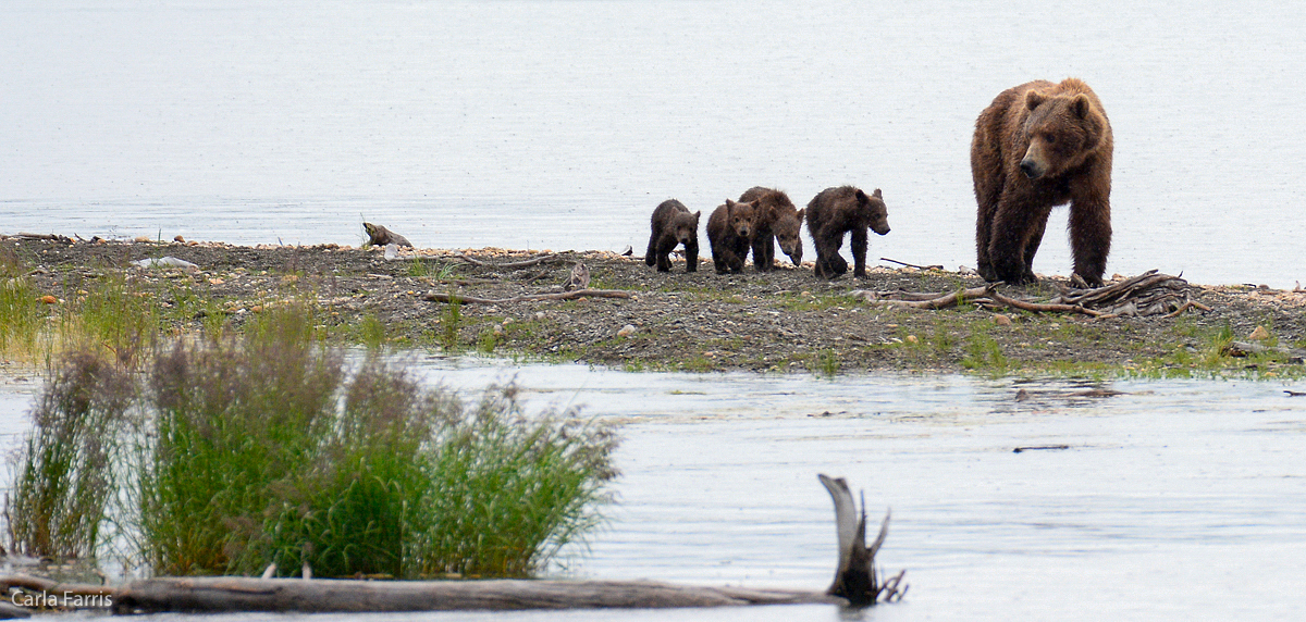 402 & 4 cubs