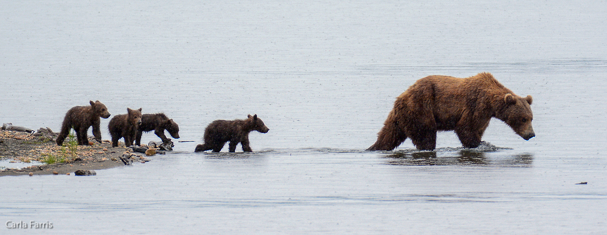 402 and 4 spring cubs