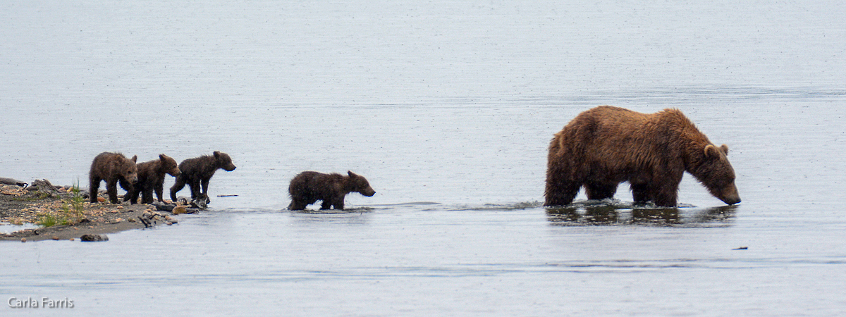 402 and 4 spring cubs