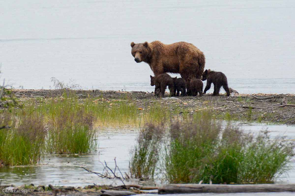 402 and 4 spring cubs