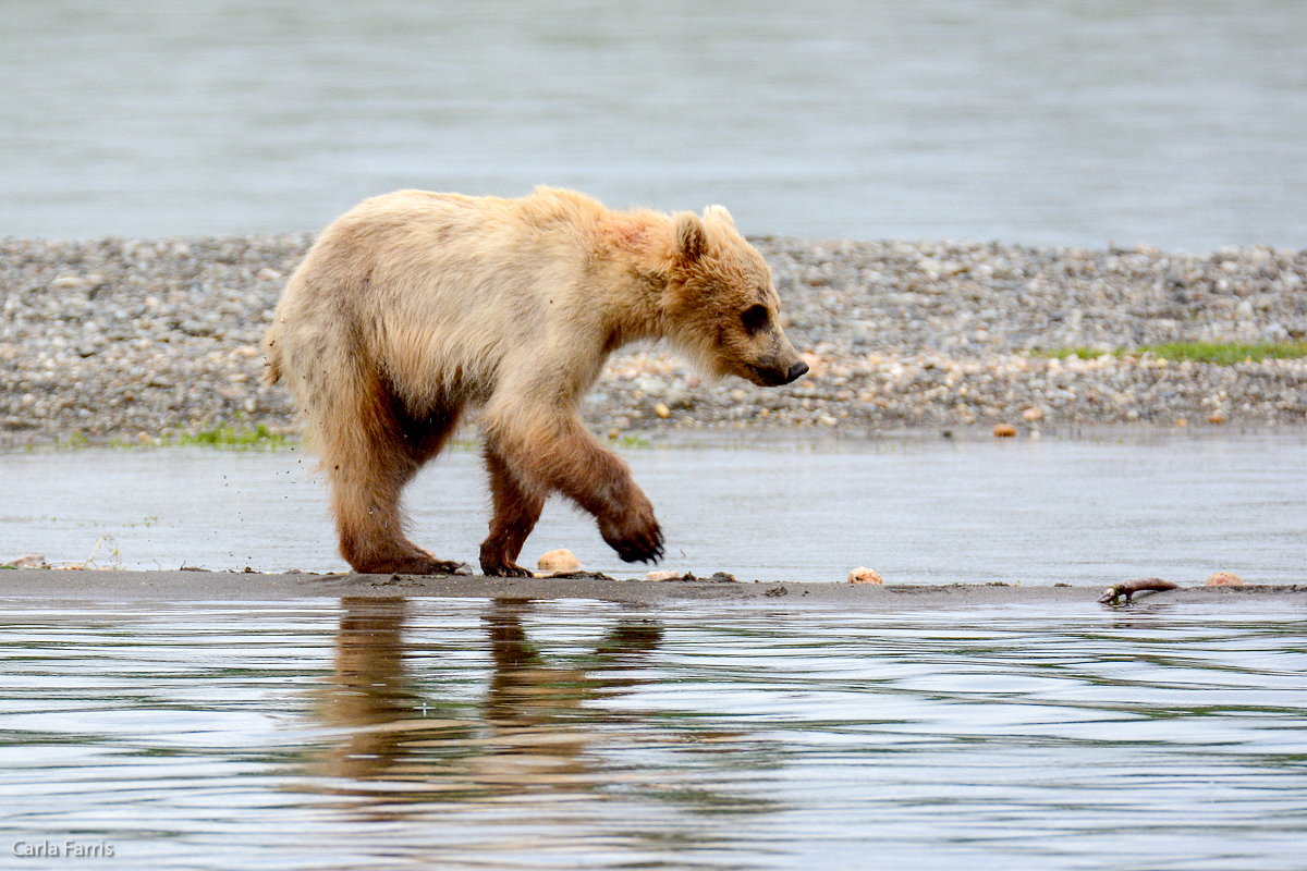 Holly's Cub