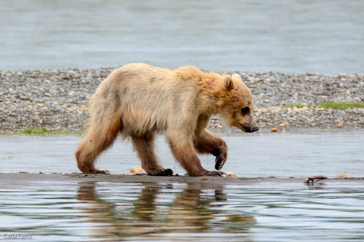 Holly's Cub