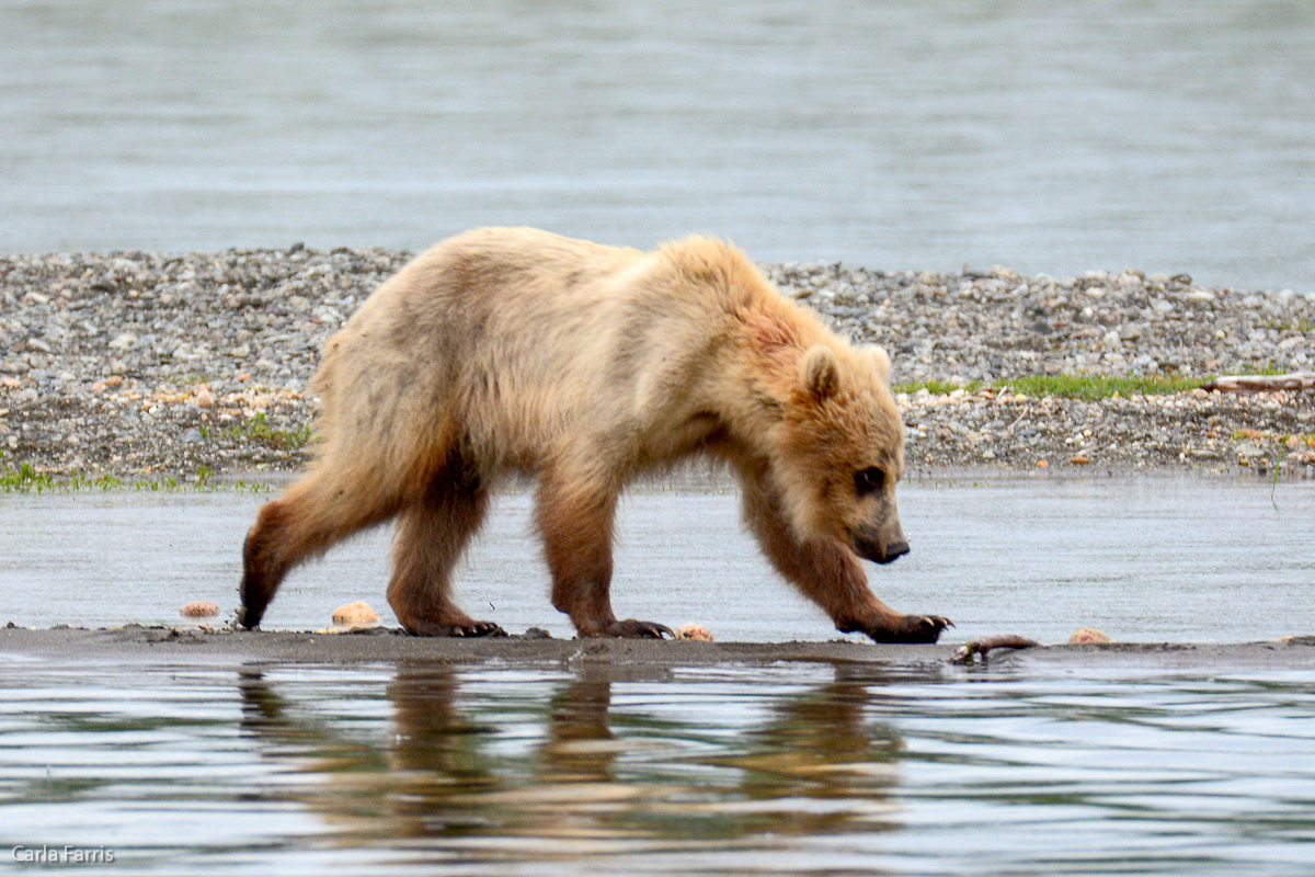 Holly's Cub