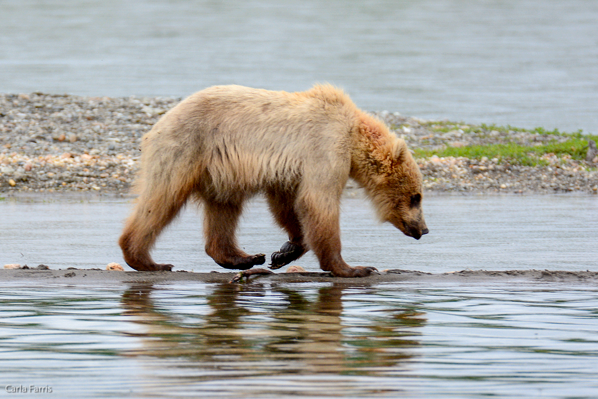 Holly's Cub