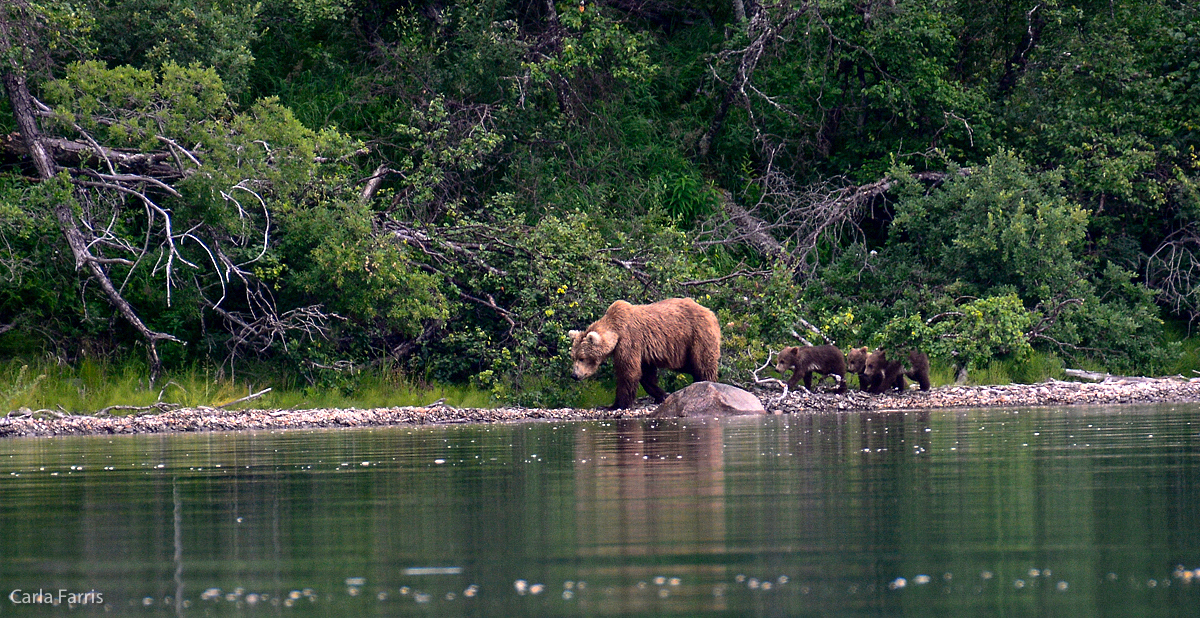 Unknown Bear & 3 spring cubs