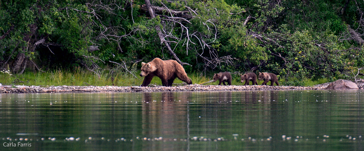 Unknown Bear & 3 spring cubs