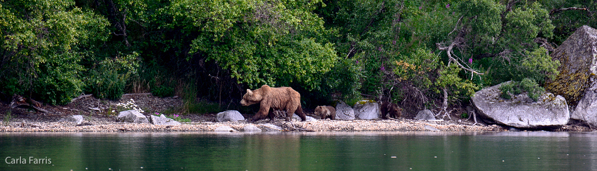 Unknown Bear & 3 spring cubs