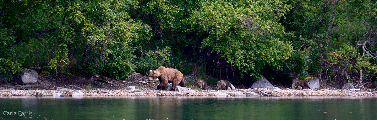 Unknown Bear & 3 spring cubs