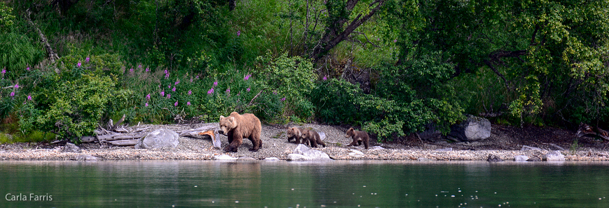 Unknown Bear & 3 spring cubs