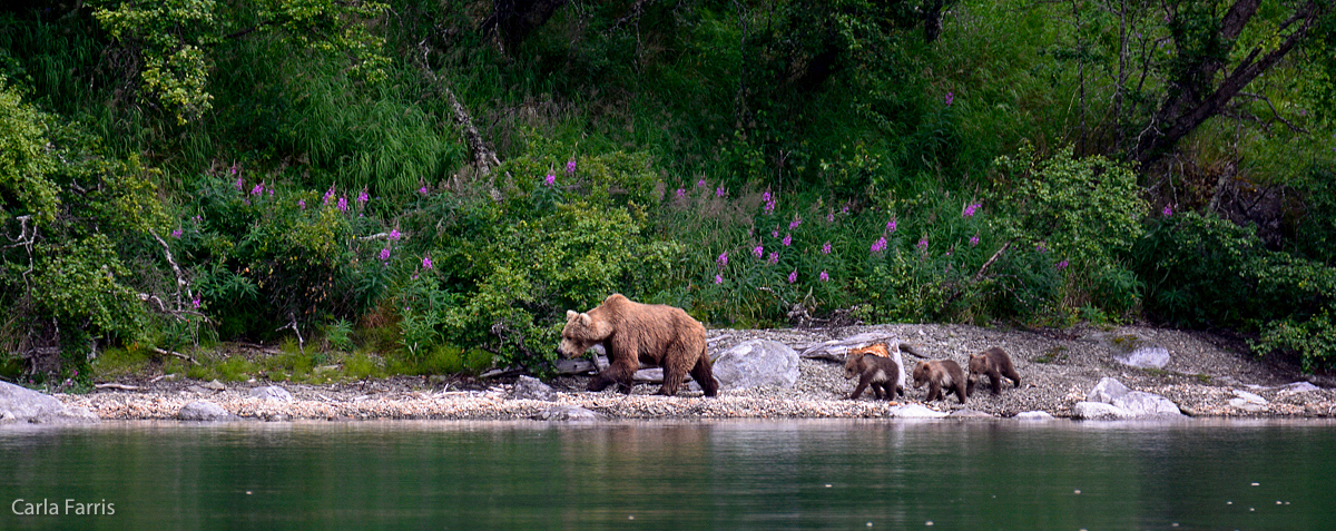 Unknown Bear & 3 spring cubs