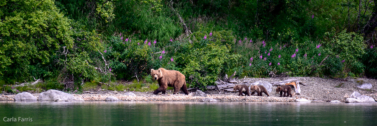 Unknown Bear & 3 spring cubs