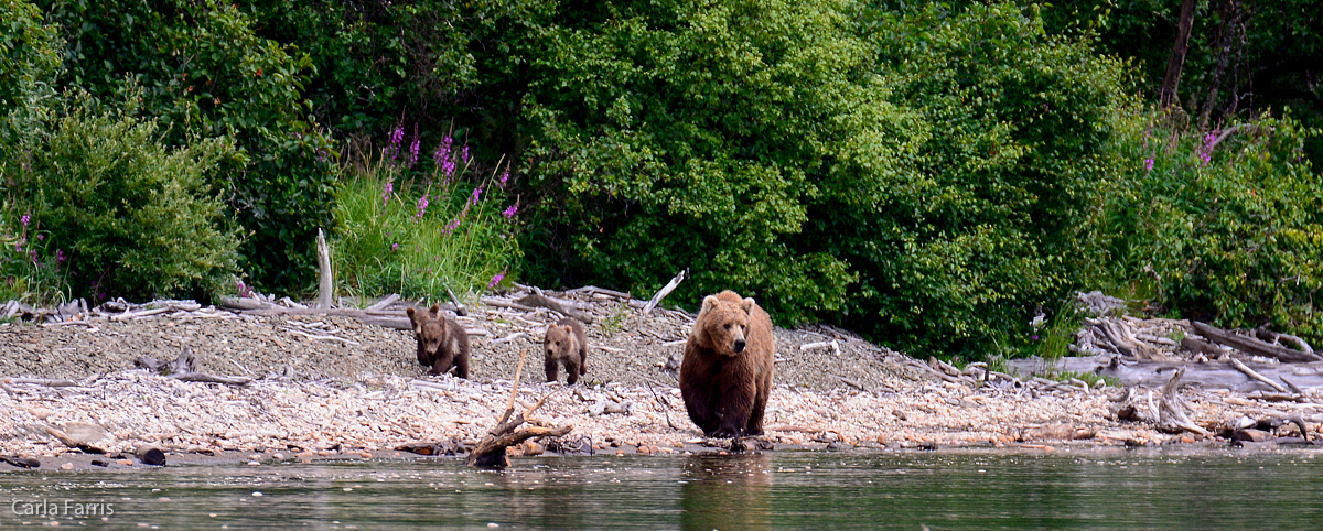 Unknown Bear & 3 spring cubs