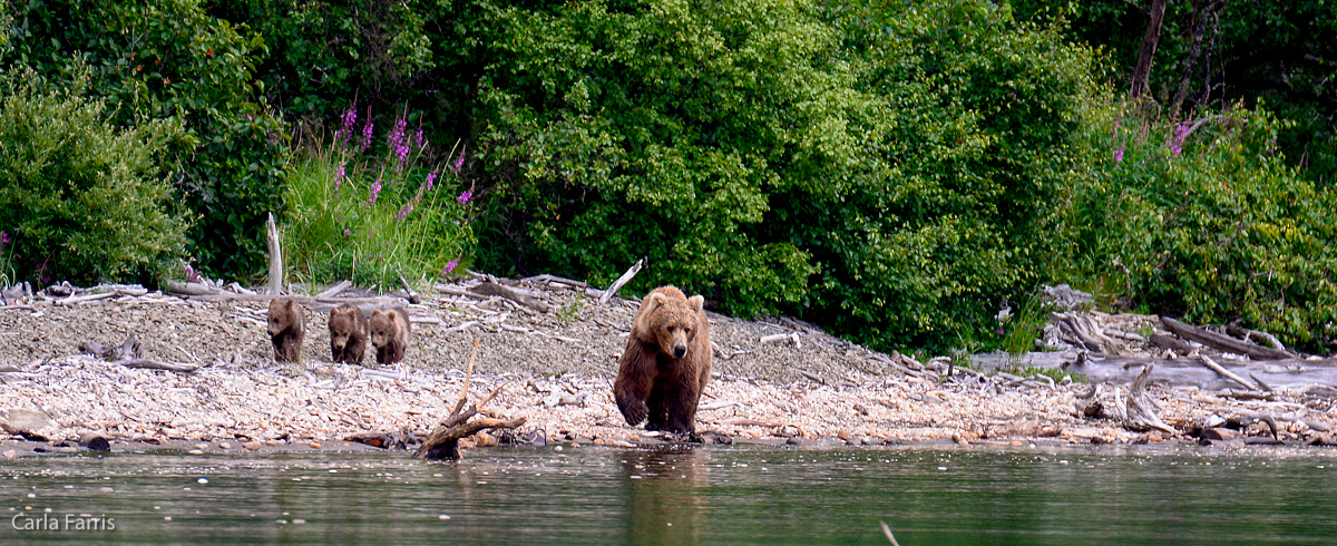 Unknown Bear & 3 spring cubs