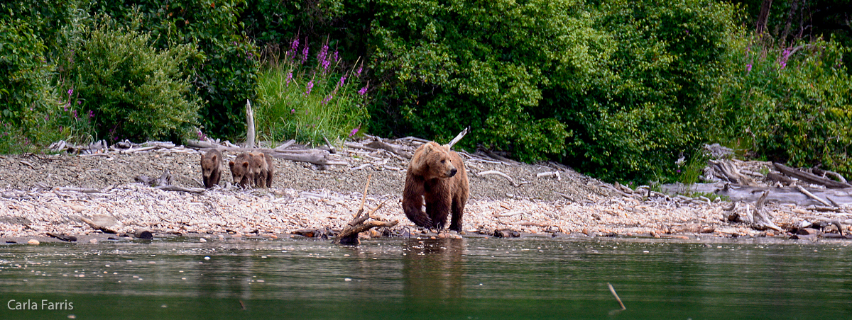 Unknown Bear & 3 spring cubs