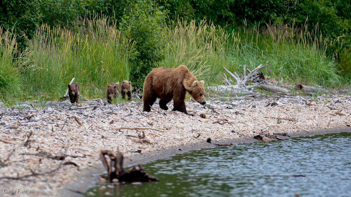 Unknown Bear & 3 spring cubs