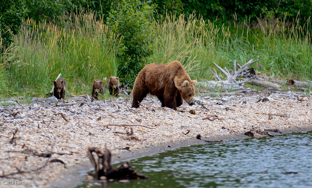 Unknown Bear & 3 spring cubs