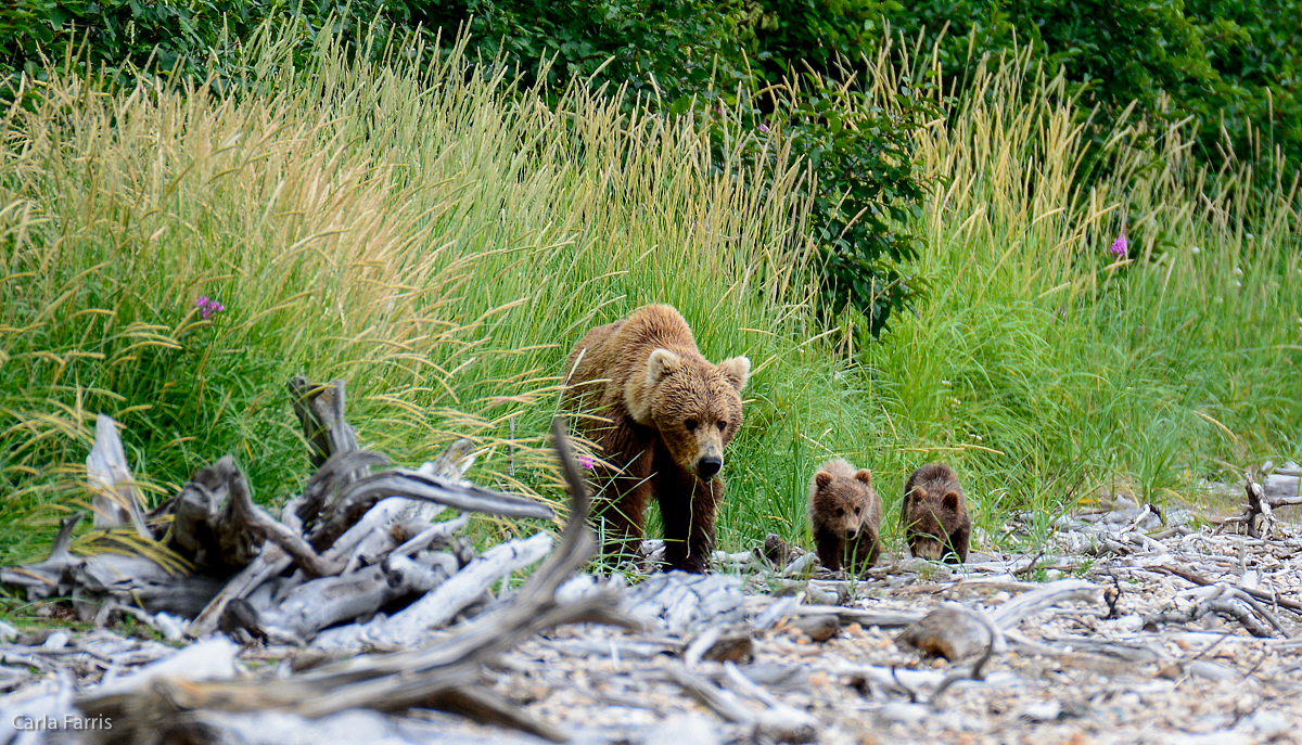 Unknown Bear & 3 spring cubs