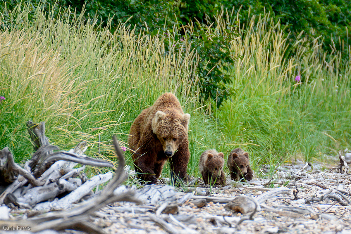 Unknown Bear & 3 spring cubs