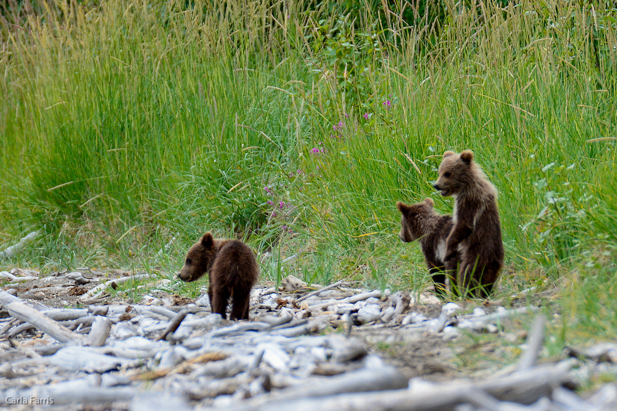 Unknown Sow's 3 cubs