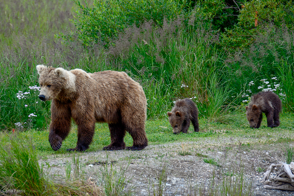 Unknown Bear with 3 cubs